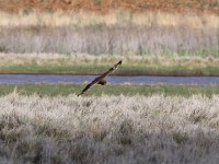 Marsh Owl (Asio capensis)