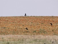 Marsh Owl (Asio capensis) Glossy Ibis (Plegadis falcinellus)