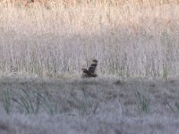 Marsh Owl (Asio capensis)