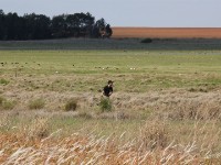 Looking for African Grass Owl but in vain