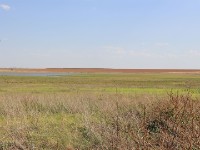 Habitat for African Grass Owl