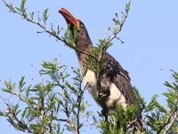 Crowned Hornbill (Lophoceros alboterminatus)