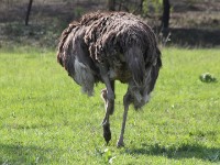 Common Ostrich (Struthio camelus)