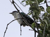 Diederik Cuckoo (Chrysococcyx caprius)