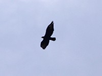 Verreaux's Eagle (Aquila verreauxii)