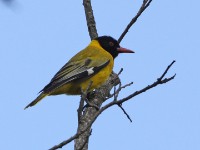 Black-headed Oriole (Oriolus larvatus)