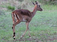 Impala (Aepyceros melampus)