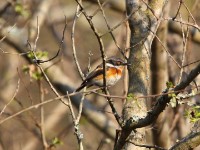 Cape Batis (Batis capensis)