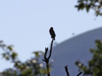 Black-collared Barbet (Lybius torquatus)