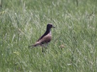 Black-winged Lapwing (Vanellus melanopterus)