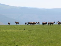 Blesbok (Damaliscus pygargus phillipsi)