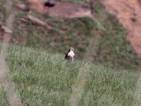 Lanner Falcon (Falco biarmicus)