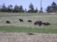 Blue Wildebeest (Connochaetes taurinus)