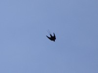 Blue Swallow (Hirundo atrocaerulea)