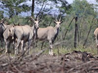 Common Eland (Taurotragus oryx)