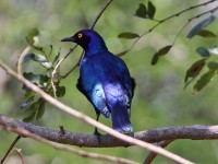 Cape Starling (Lamprotornis nitens)