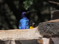 Cape Starling (Lamprotornis nitens) Dark-backed Weaver (Ploceus bicolor)