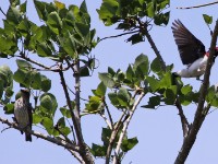 Violet-backed Starling (Cinnyricinclus leucogaster)