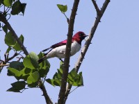 Violet-backed Starling (Cinnyricinclus leucogaster)