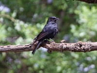 Southern Black Flycatcher (Melaenornis pammelaina)