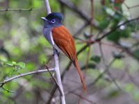 African Paradise Flycatcher (Terpsiphone viridis)