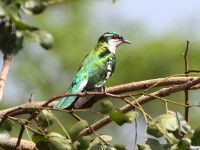 Diederik Cuckoo (Chrysococcyx caprius)