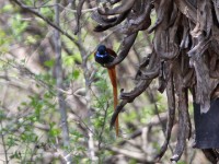 African Paradise Flycatcher (Terpsiphone viridis)