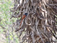 African Paradise Flycatcher (Terpsiphone viridis)