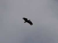 Hamerkop (Scopus umbretta)