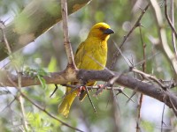 Eastern Golden Weaver (Ploceus subaureus)