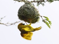 Eastern Golden Weaver (Ploceus subaureus)