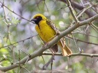 Village Weaver (Ploceus cucullatus)