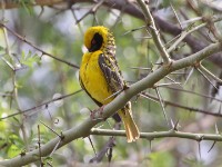 Village Weaver (Ploceus cucullatus)