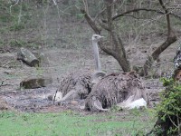 Common Ostrich (Struthio camelus)