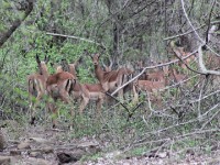 Impala (Aepyceros melampus)