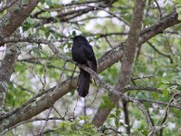 Black Cuckoo (Cuculus clamosus)