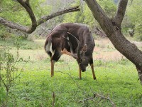 Nyala (Tragelaphus angasii)