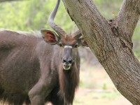 Nyala (Tragelaphus angasii)