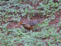 Kurrichane Thrush (Turdus libonyana)
