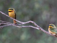 Little Bee-eater (Merops pusillus)