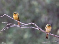 Little Bee-eater (Merops pusillus)