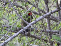 Gorgeous Bushshrike (Telophorus viridis)