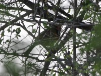 Gorgeous Bushshrike (Telophorus viridis)