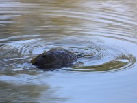 Terrapin sp.