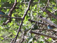 Blue Waxbill (Uraeginthus angolensis)