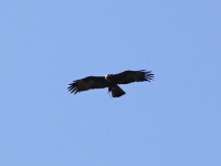 Wahlberg's Eagle (Hieraaetus wahlbergi)
