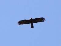 Wahlberg's Eagle (Hieraaetus wahlbergi)