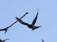 European Bee-eater (Merops apiaster)