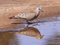 Emerald-spotted Wood Dove (Turtur chalcospilos)