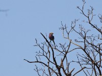 Lilac-breasted Roller (Coracias caudatus)